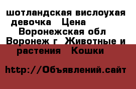 шотландская вислоухая девочка › Цена ­ 3 000 - Воронежская обл., Воронеж г. Животные и растения » Кошки   